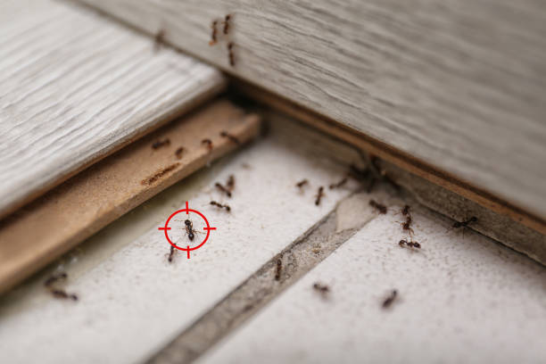 Best Mosquito Control Services  in Hortonville, WI