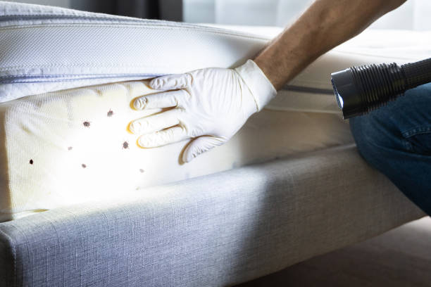 Best Insect Control  in Hortonville, WI