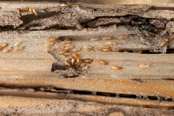 Best Wasp Removal Services  in Hortonville, WI